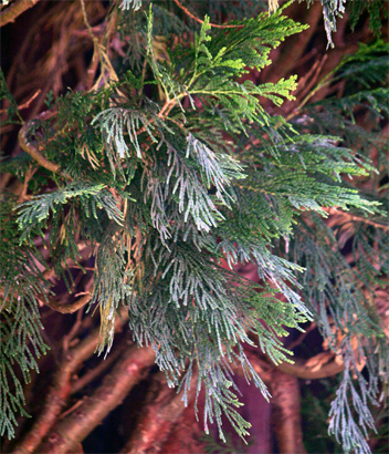 �I�j�q�o�̗t