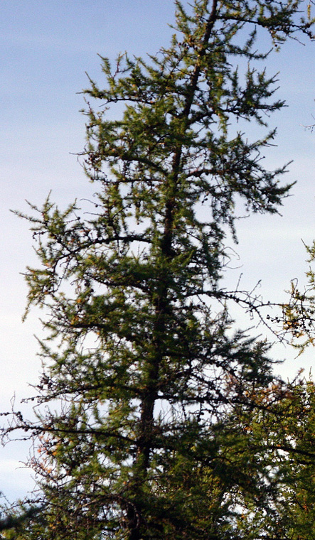 Larix laricina
