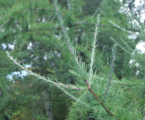 Larix laricina
