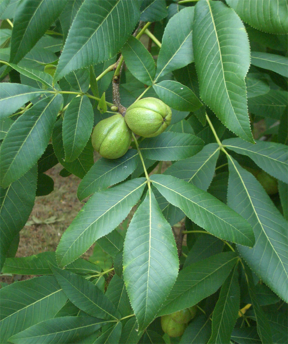 Carya ovata