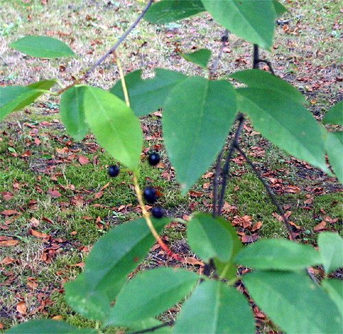 Prunus serotina