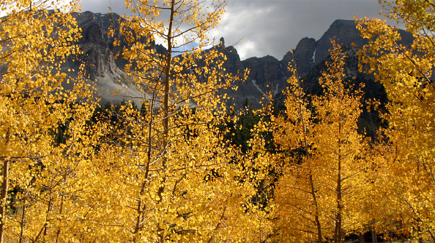 �H�̃O���C�g�x�C�Y�����������ɂ�