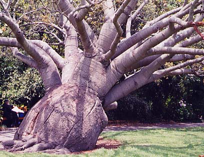 �{�g���c���[