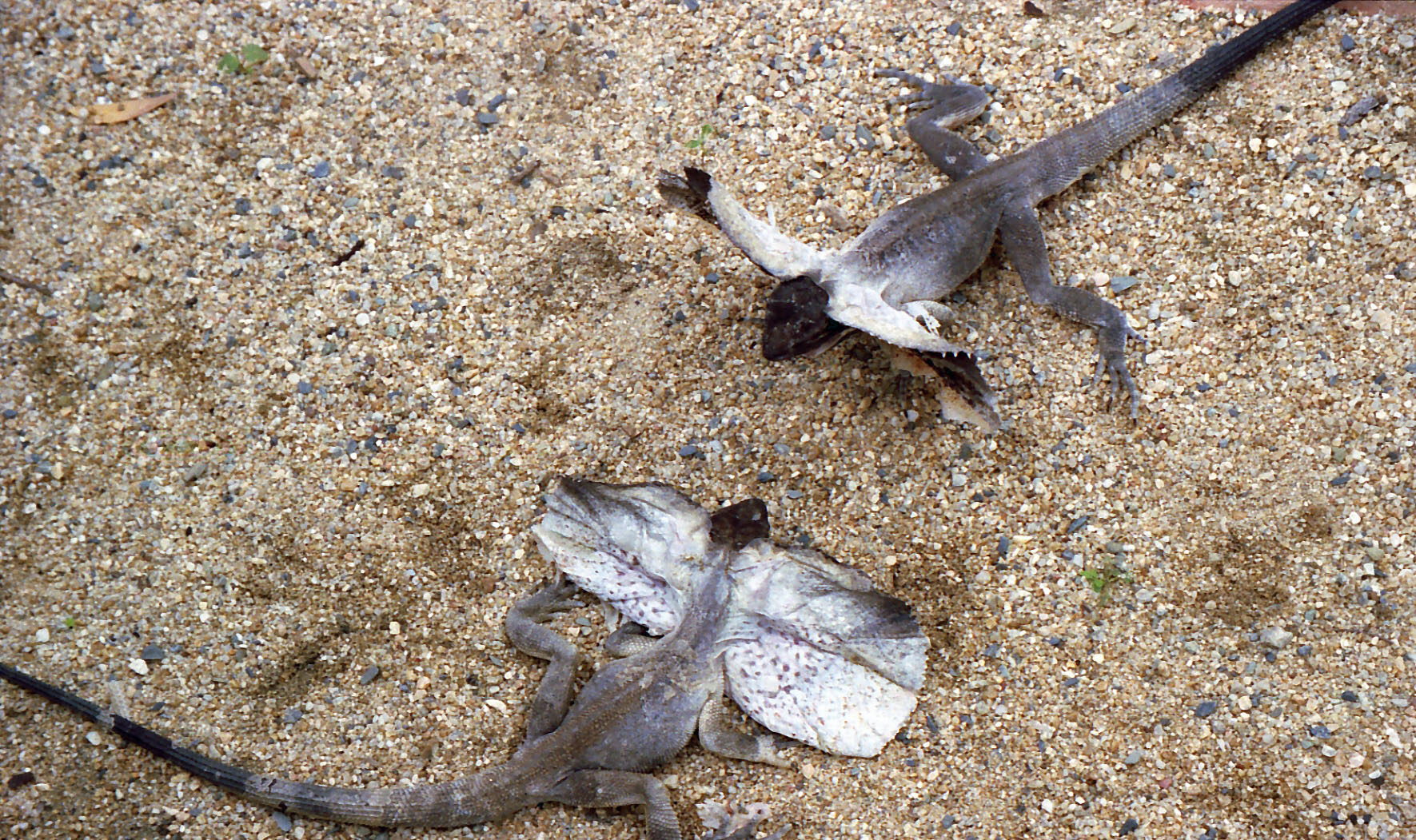 �G���}�L�g�J�Q