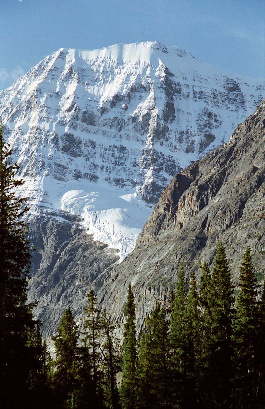 �G�f�B�X�L���x���R