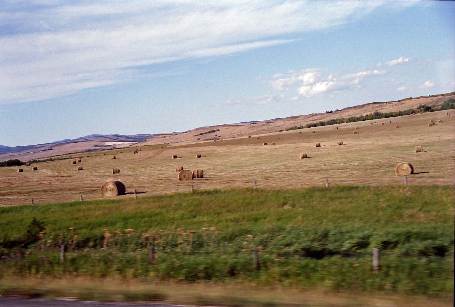 �J���K���[�ߍx�̖q��