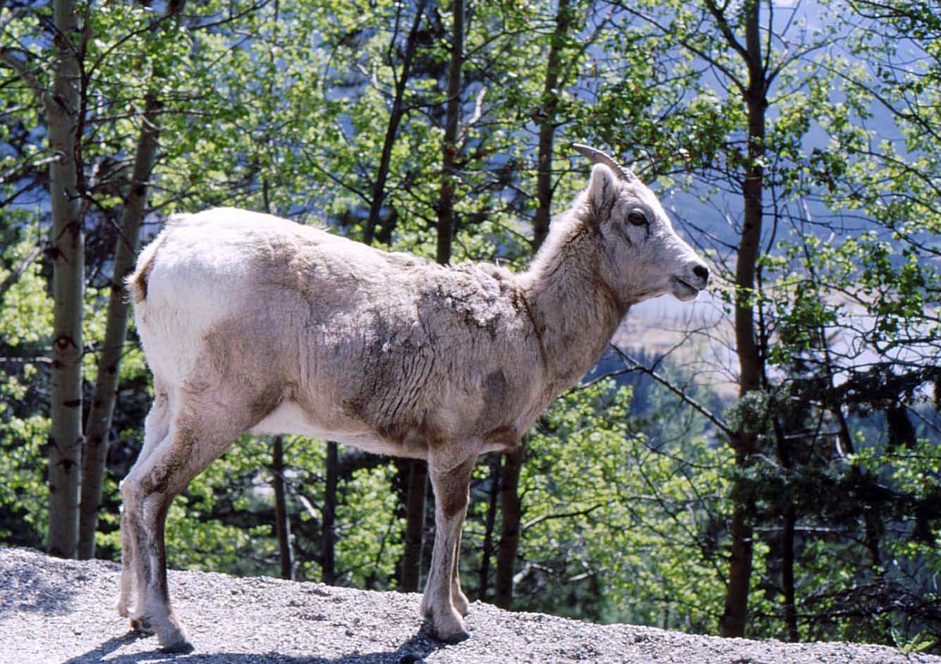 �}�E���e���S�[�g