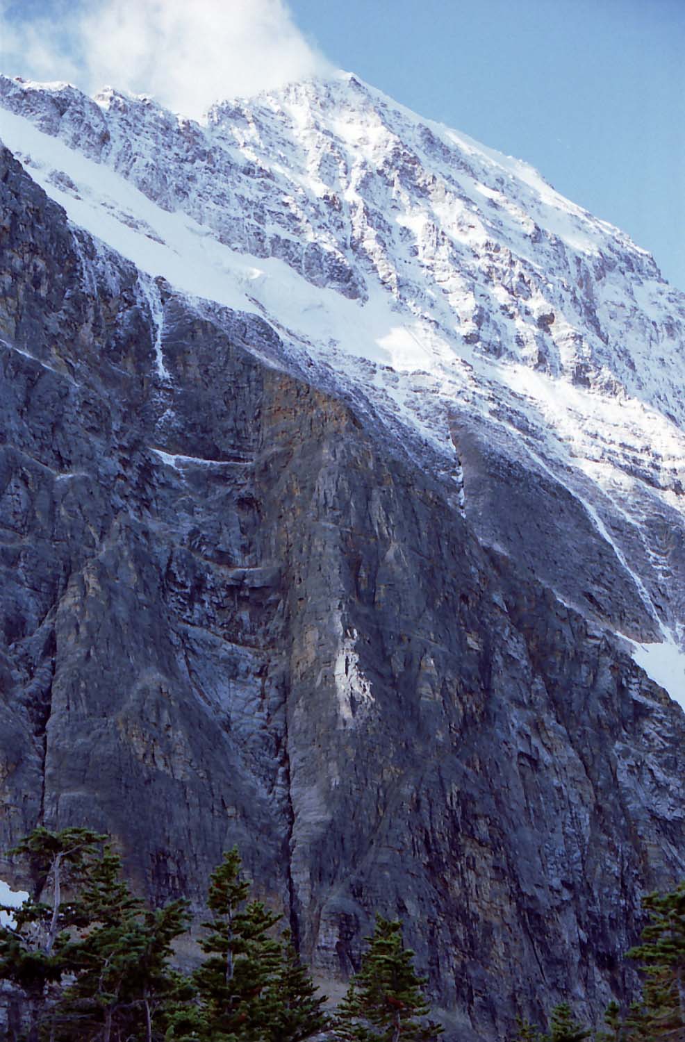 �G�f�B�X�L���x���R