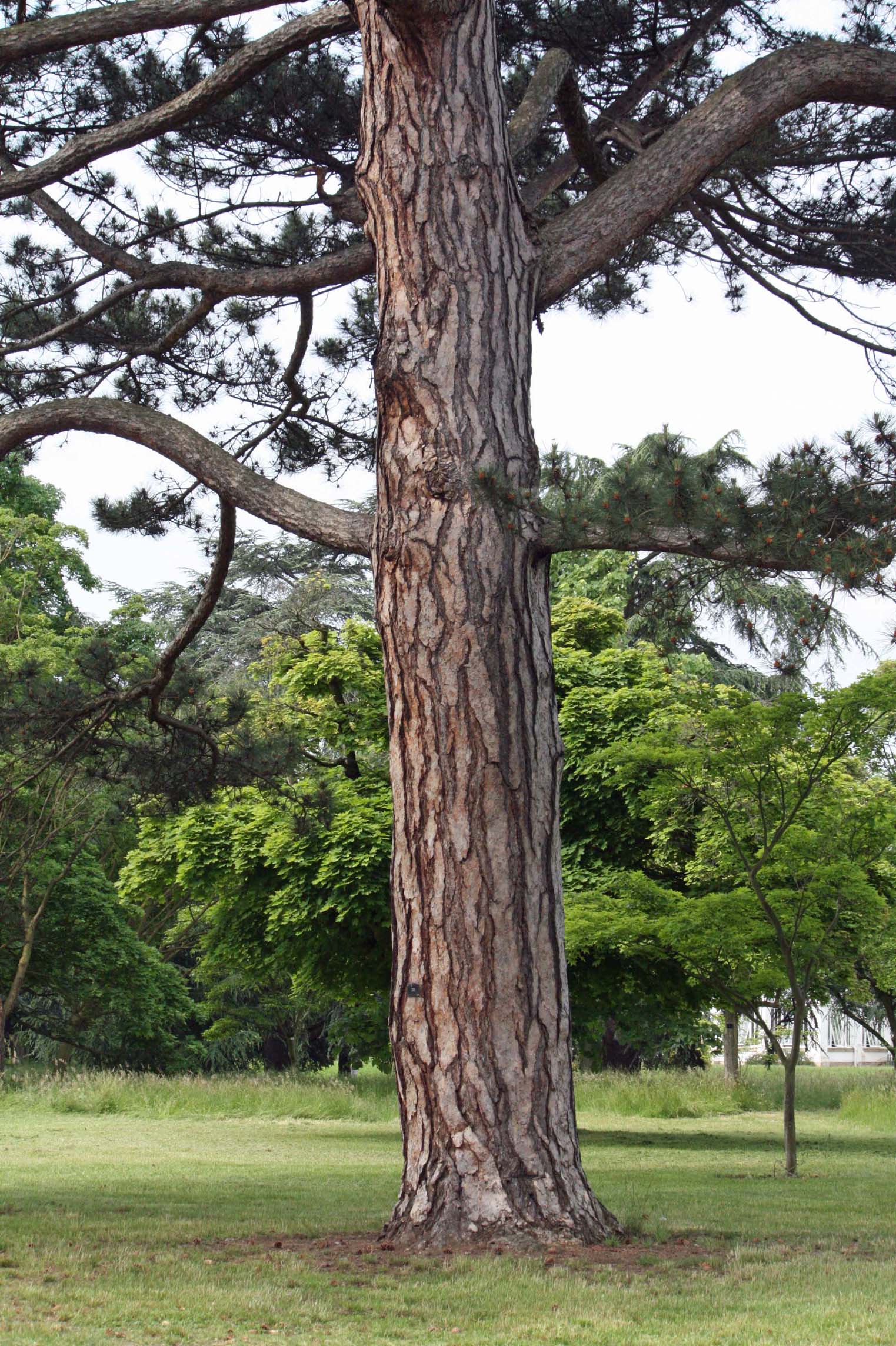 ���[���b�p�N���}�c